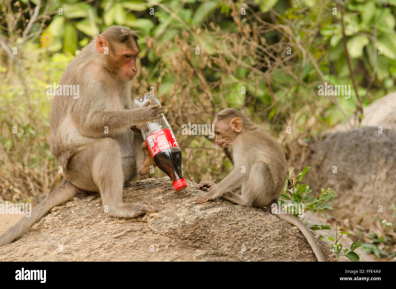 Monkey with a coke at Mahabalipuram, Tamil Nadu, India, Asia Stock Photo