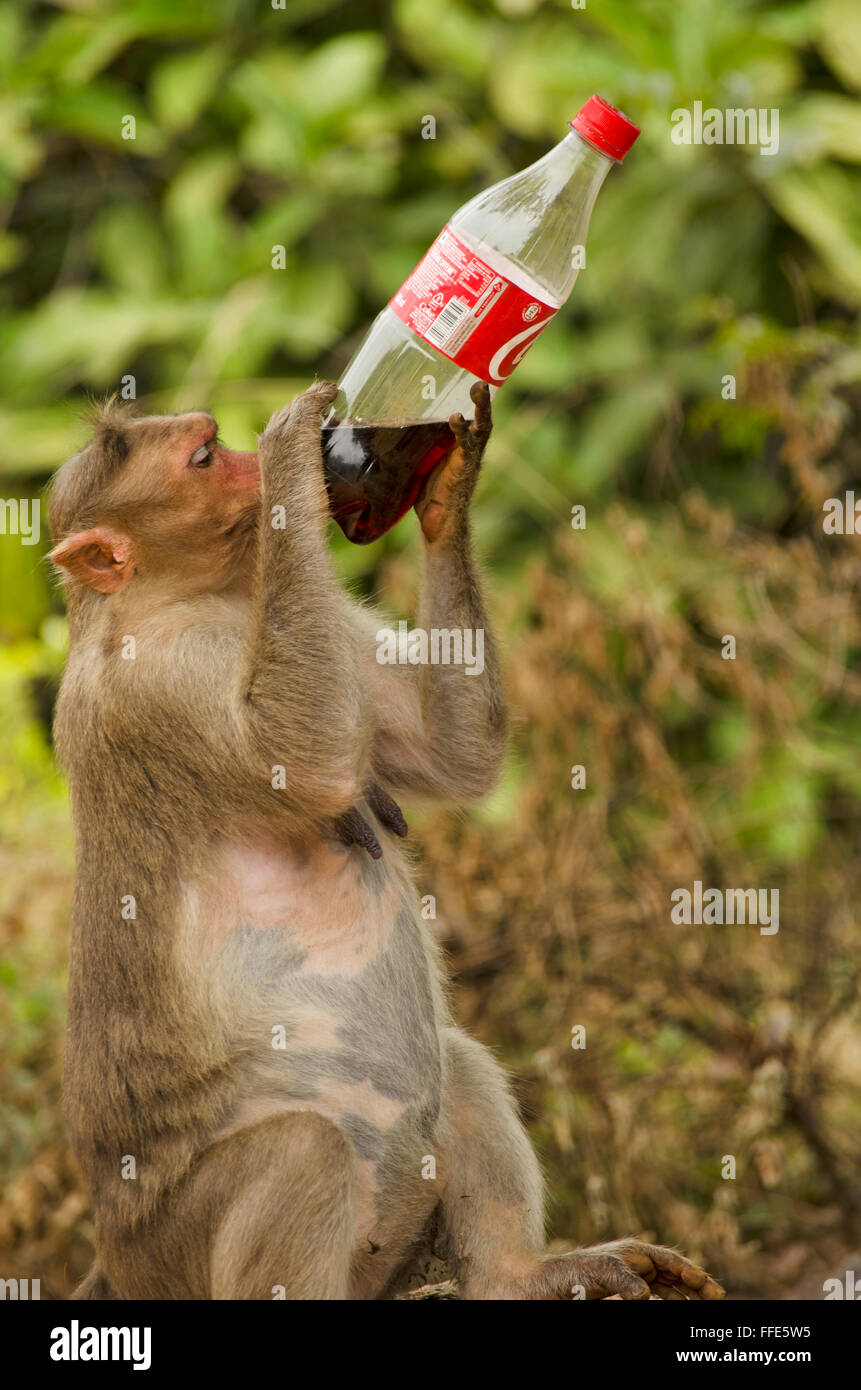 Monkey enjoying a coke at Mahabalipuram, Tamil Nadu, India, Asia Stock Photo