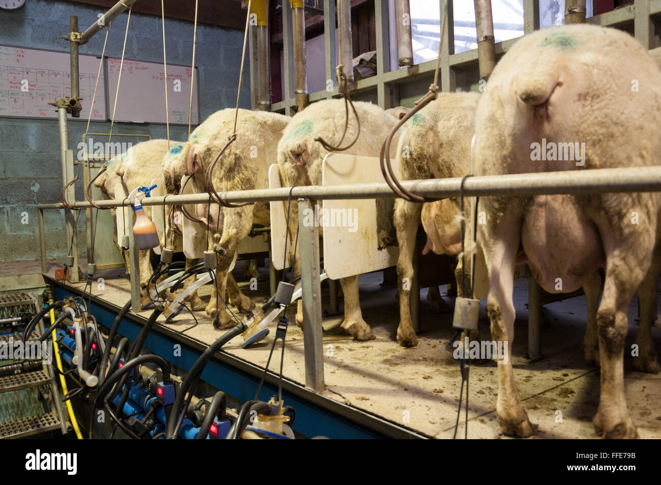 Milking sheep in a milking parlor Stock Photo Alamy