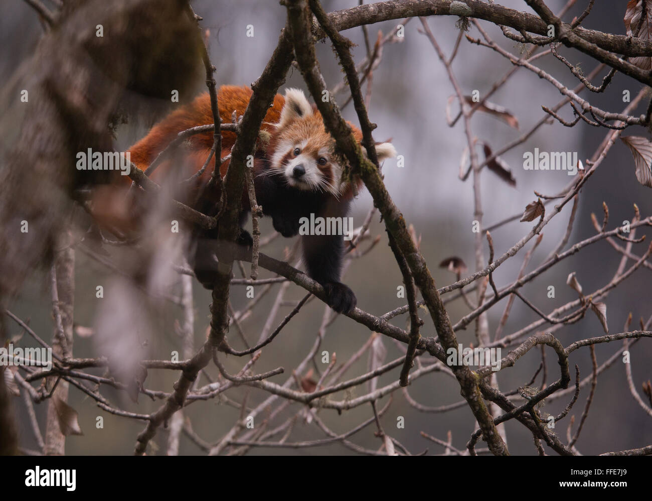 Wild Red Pandas in Eastern Himalayas of India Stock Photo - Alamy
