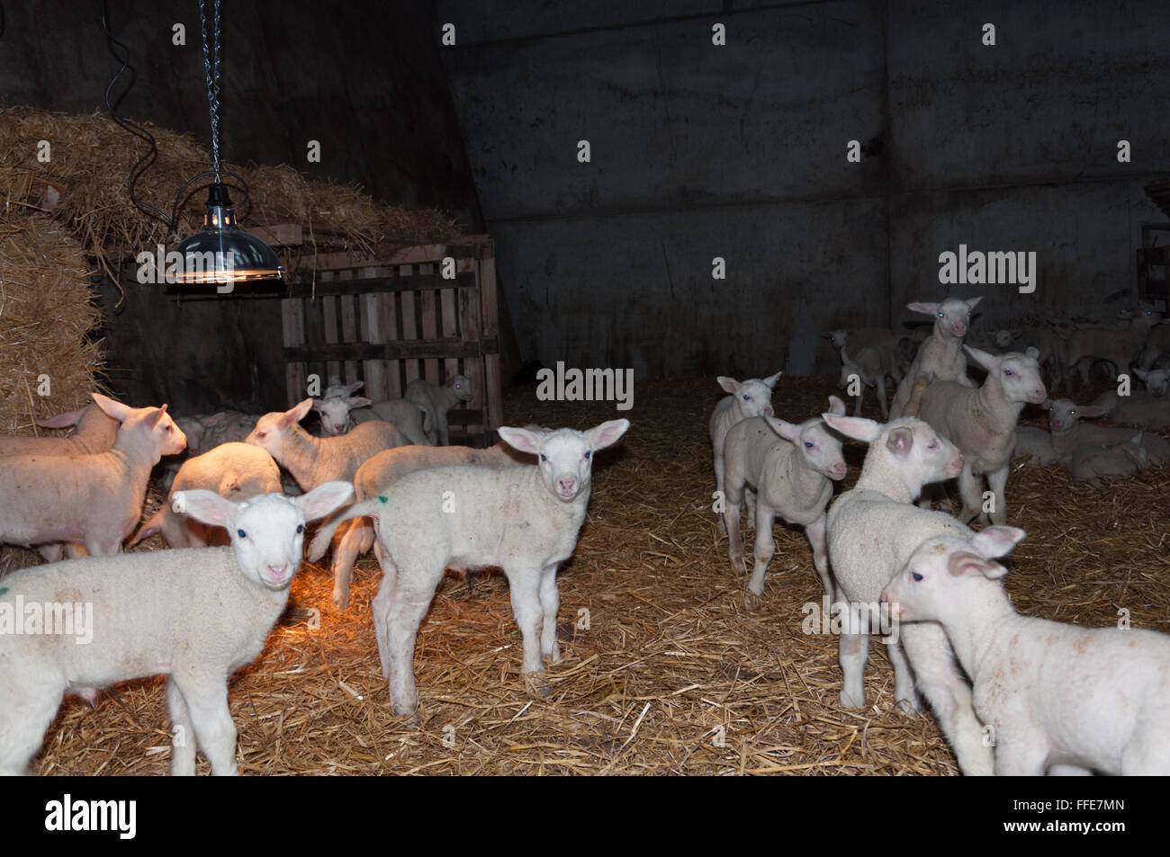 Baby lambs fed by automatic feeder Stock Photo - Alamy