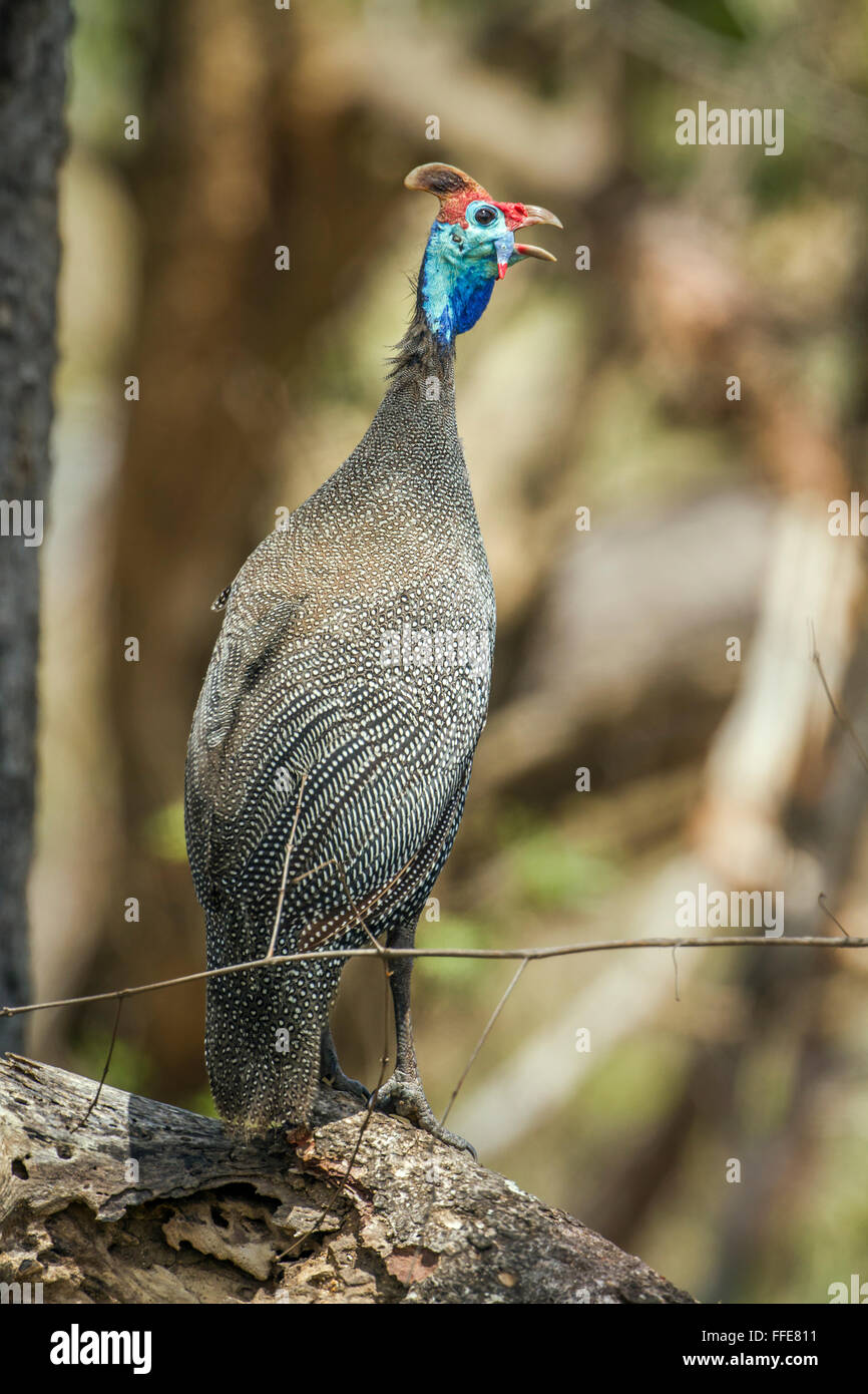 Family numididae hi-res stock photography and images - Alamy