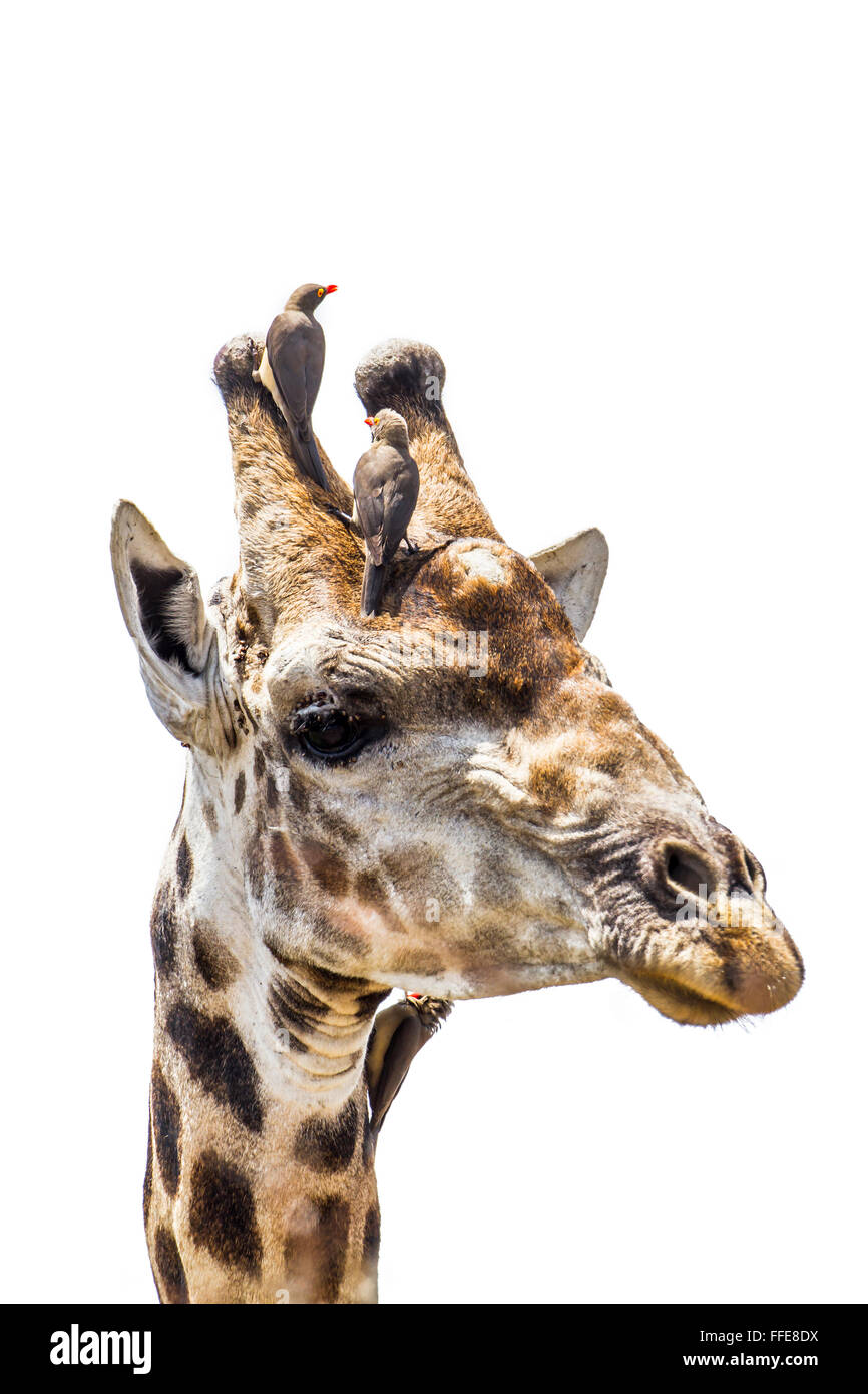 Giraffe portrait isolated in white background Specie  Giraffa camelopardalis family of Giraffidae Stock Photo