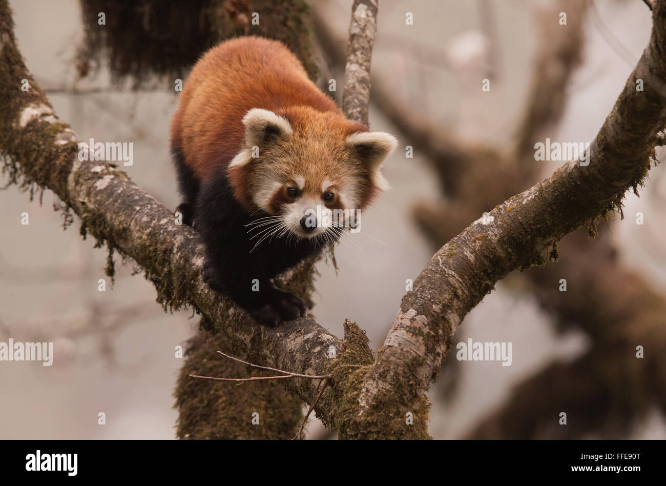 Wild Red Pandas in Eastern Himalayas of India Stock Photo - Alamy