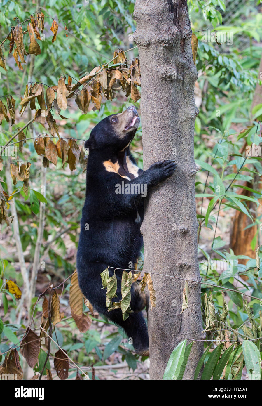 Bornean Sun bear (Helarctos malayanus euryspilus) climbing at tree, Sabah, Malaysia Stock Photo