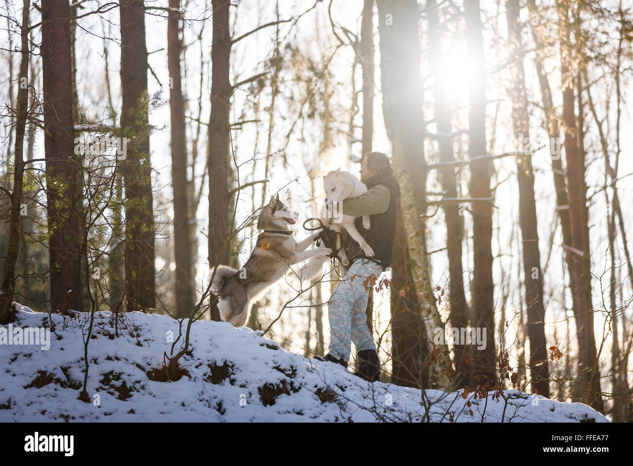 Man walking with husky dogs in winter forest Stock Photo - Alamy