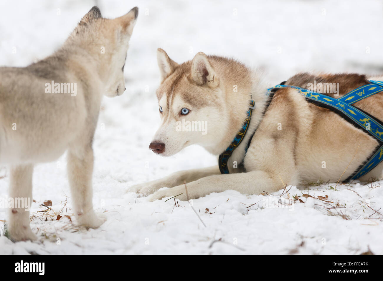 Adult husky and puppy in winter forest Stock Photo