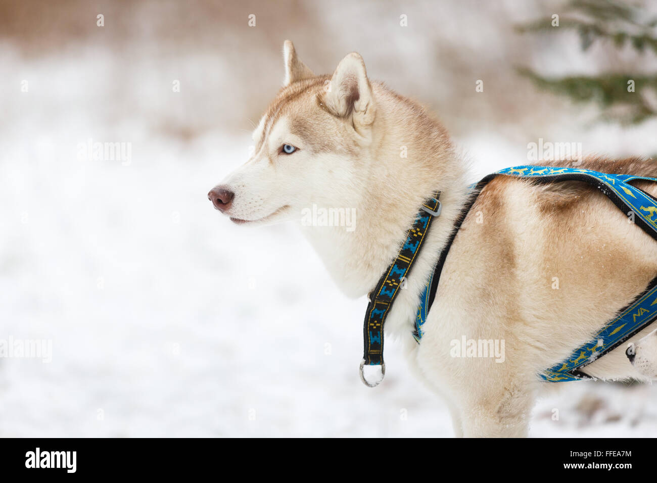The husky dog in forest at winter time Stock Photo