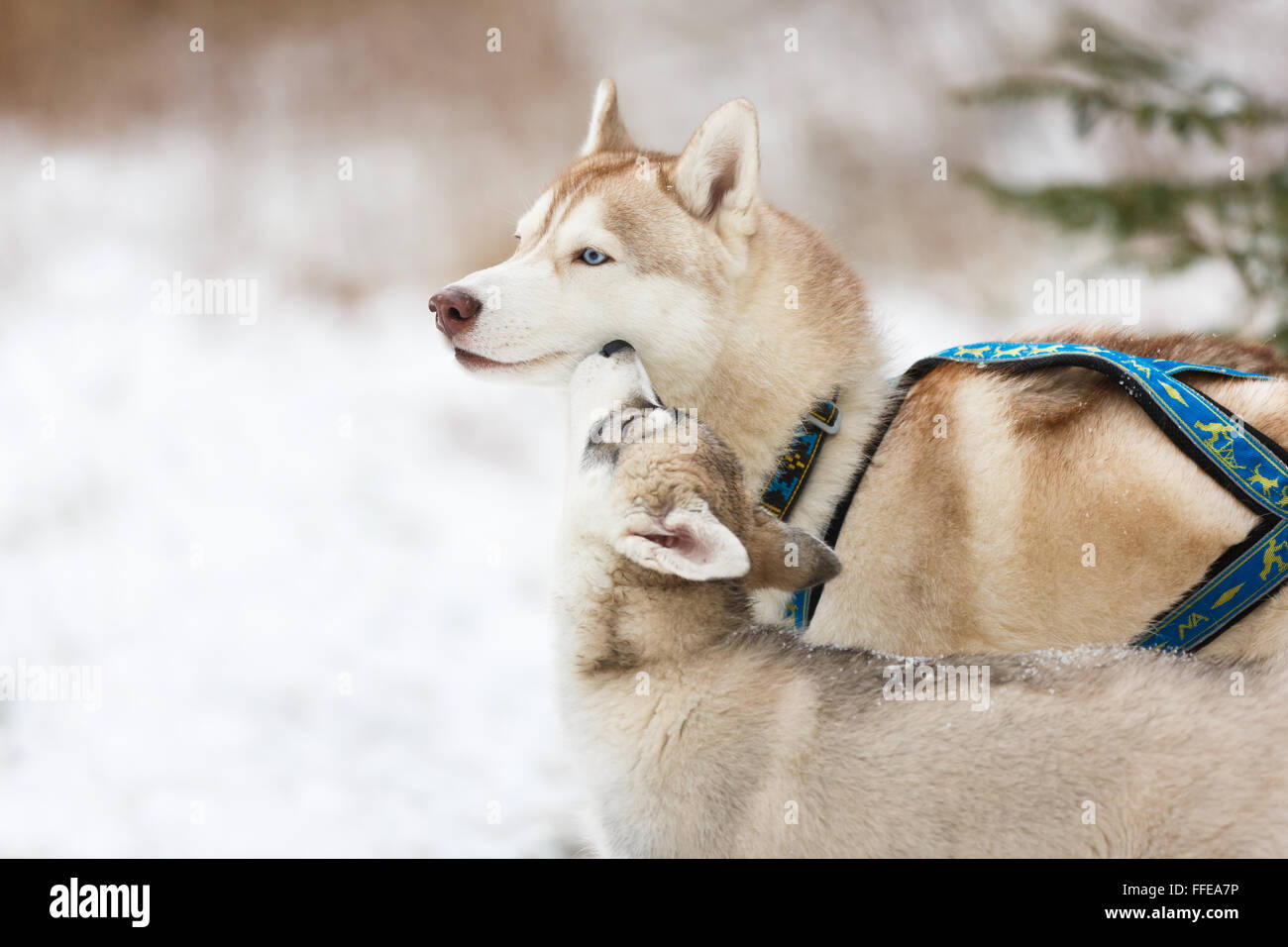 Adult husky and puppy in winter forest Stock Photo