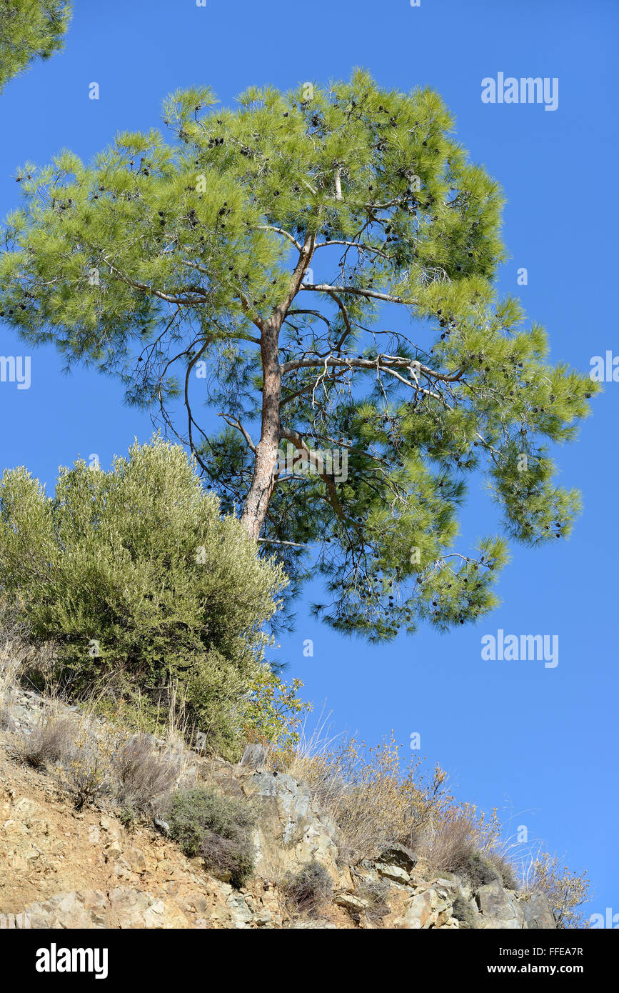 Calabrian or Turkish Pine Tree - Pinus brutia Troodos Mountains, Cyprus Stock Photo