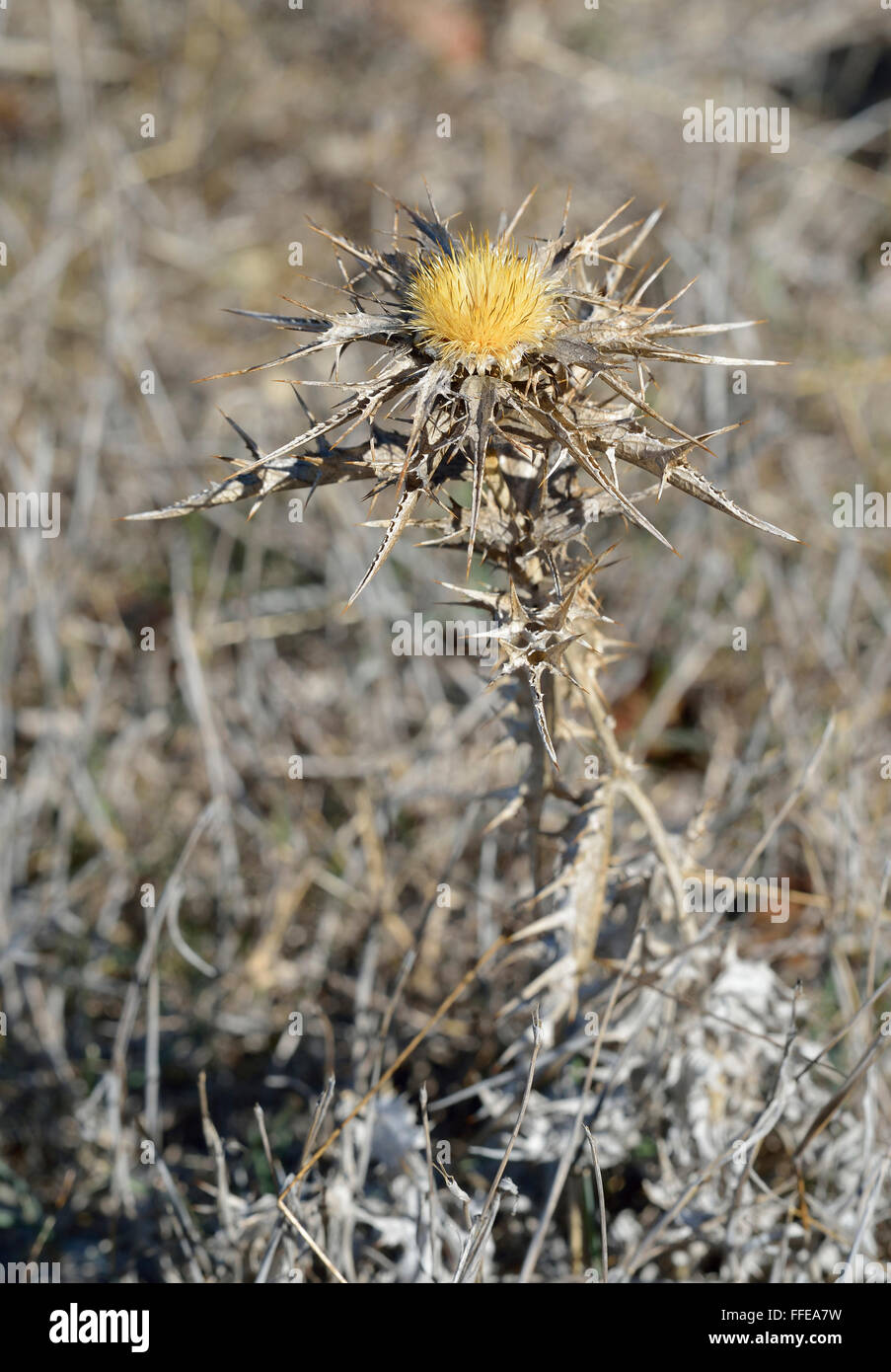 A Carline Thistle - Carlina libanotica From Cyprus Stock Photo