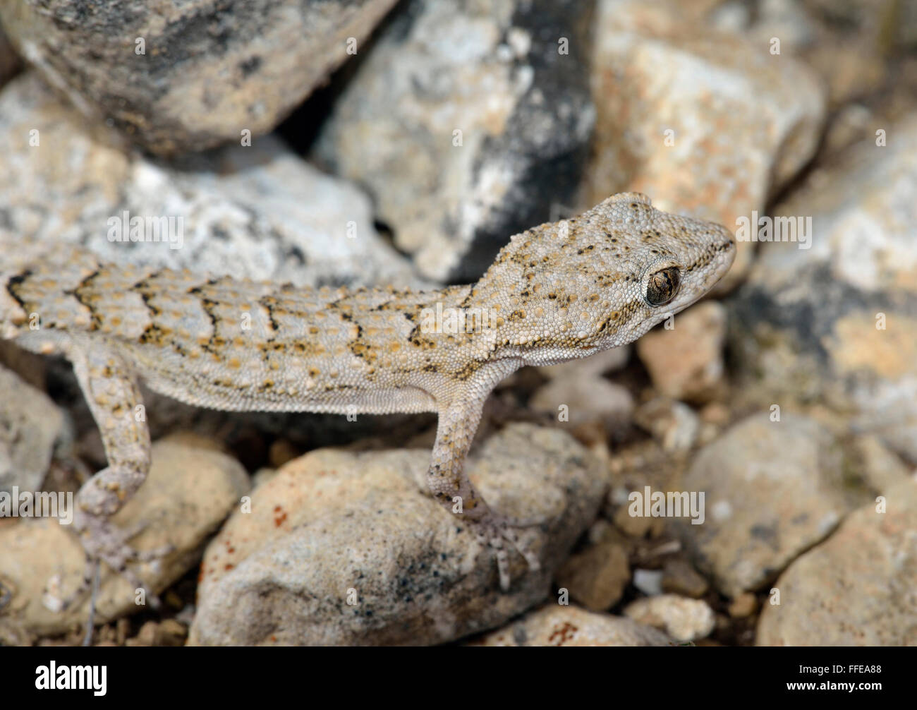 Kotschy’s Gecko - Mediodactylus kotschyi Small Mediterranean Reptile Stock Photo
