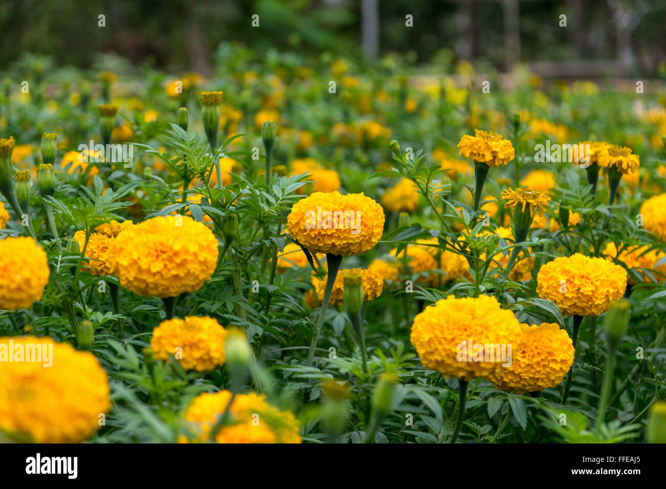 Beautiful and colorful golden yellow marigold flower. Stock Photo