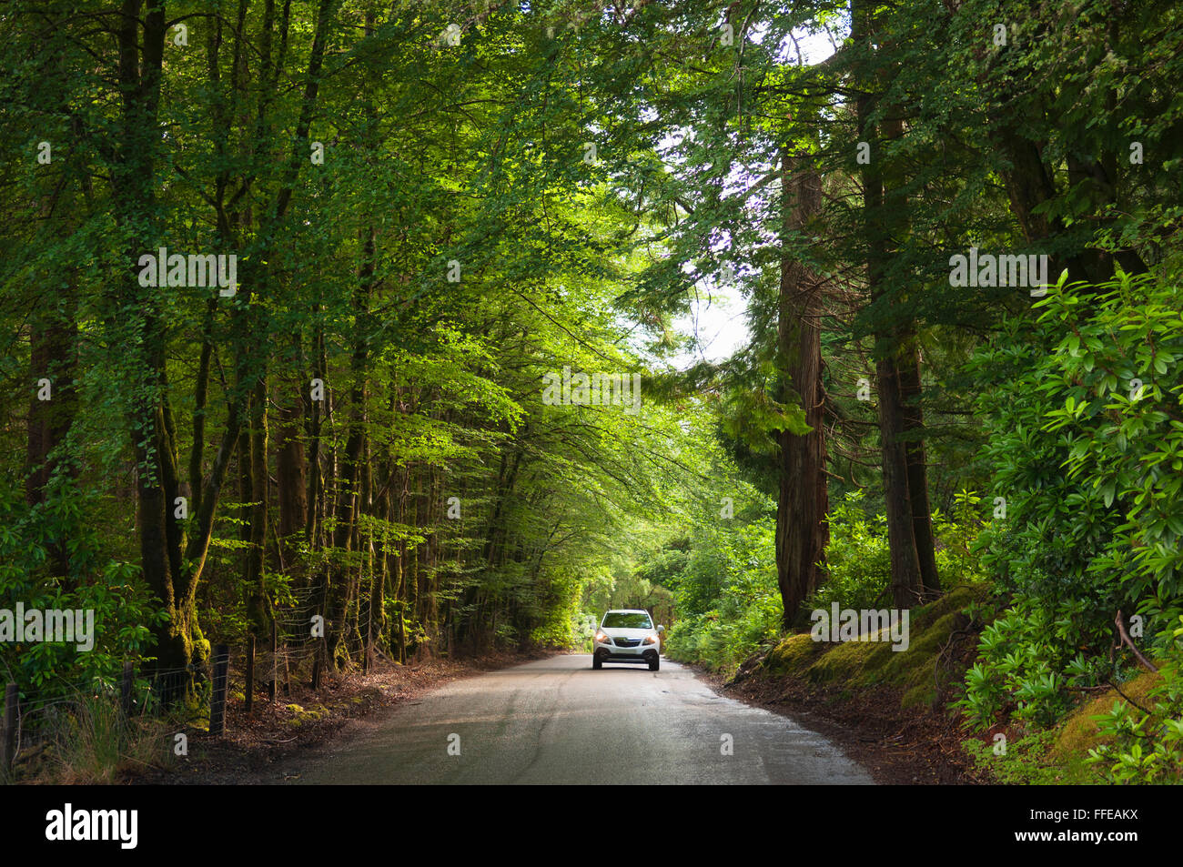 Car driving through lush green woodland - Achneshellach, Ross-shire, Scotland. Stock Photo