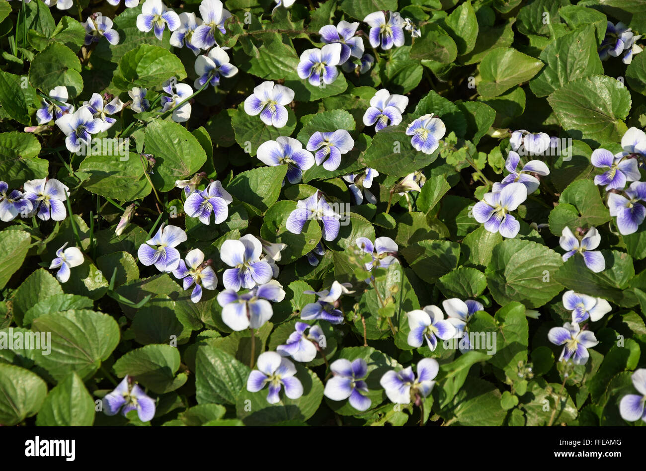 Purple flowers in the garden Stock Photo - Alamy