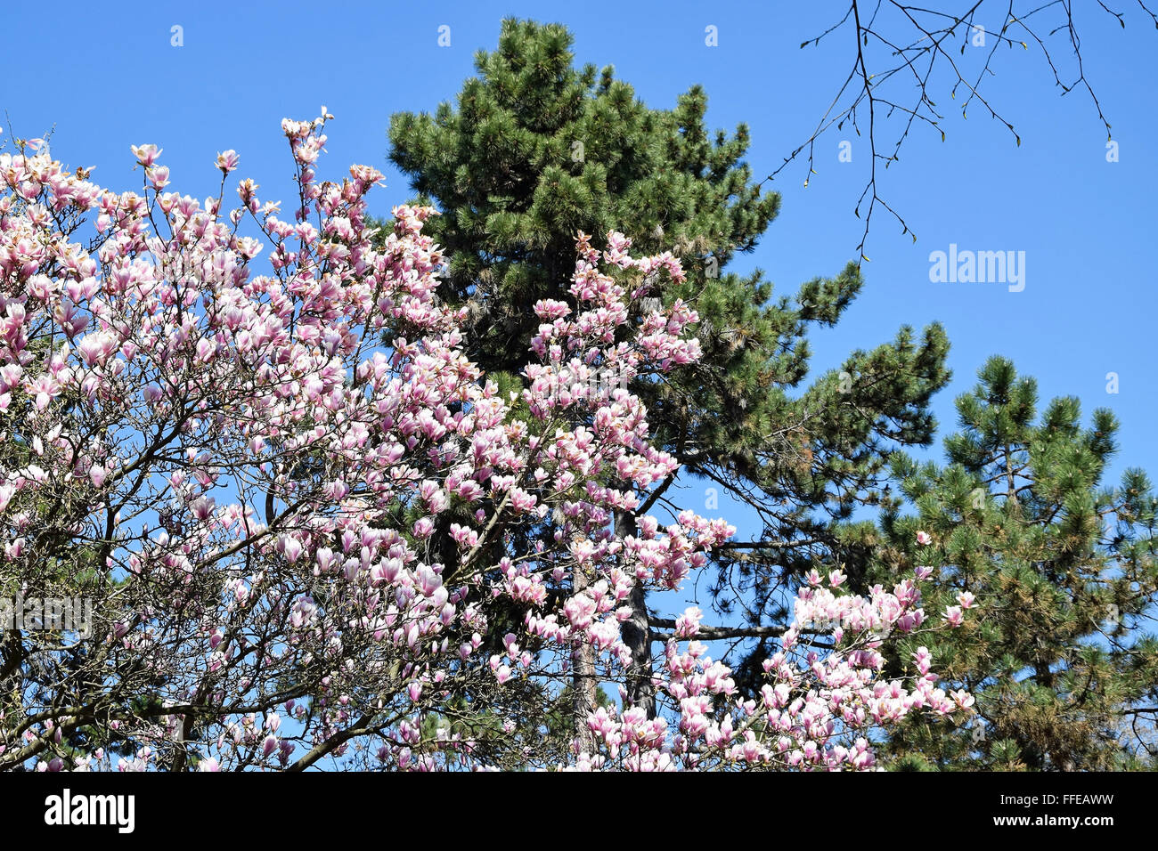 Flowers of the tulip tree Stock Photo - Alamy