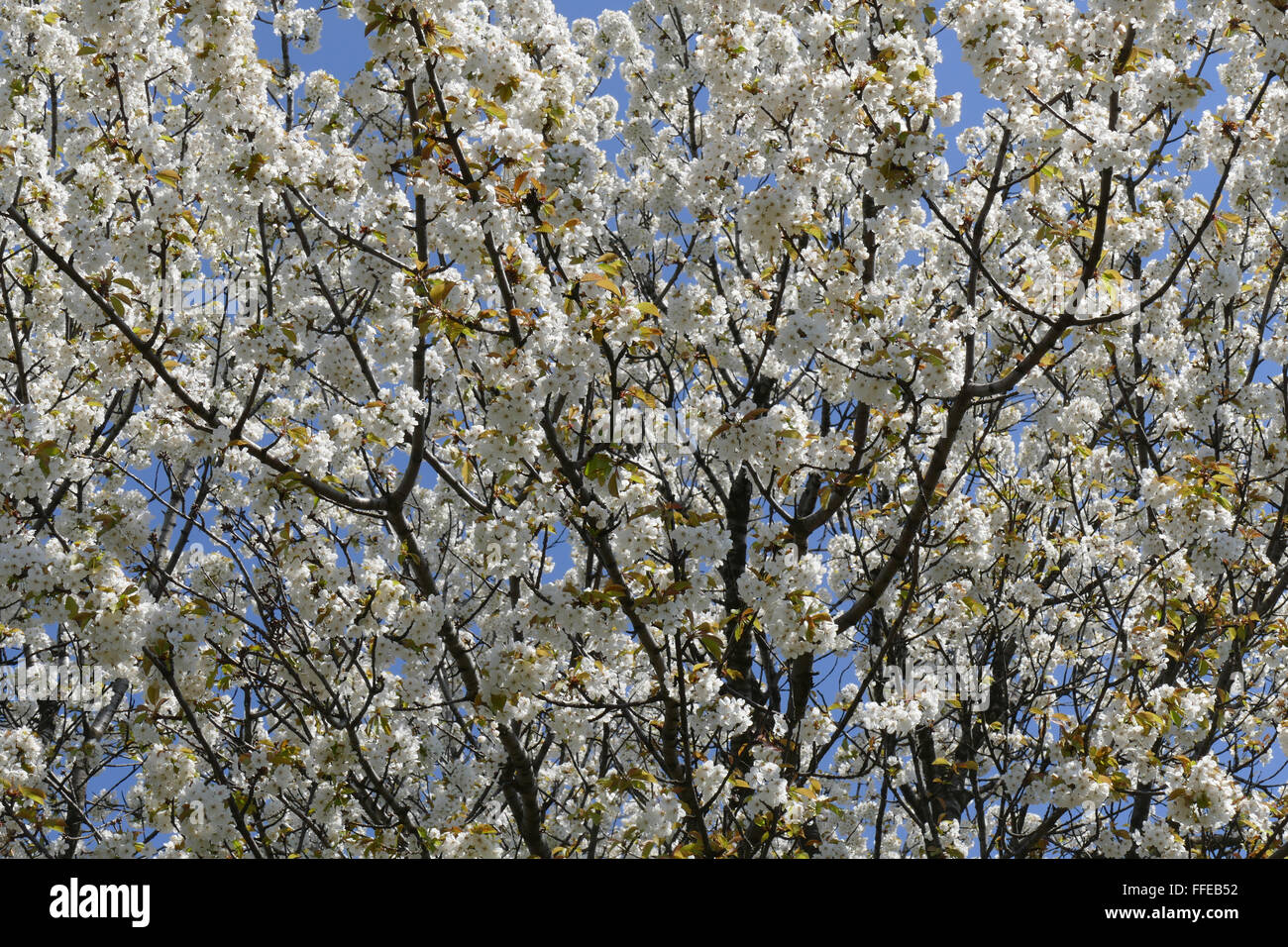 Spring is. Blossomed cherry tree. Stock Photo