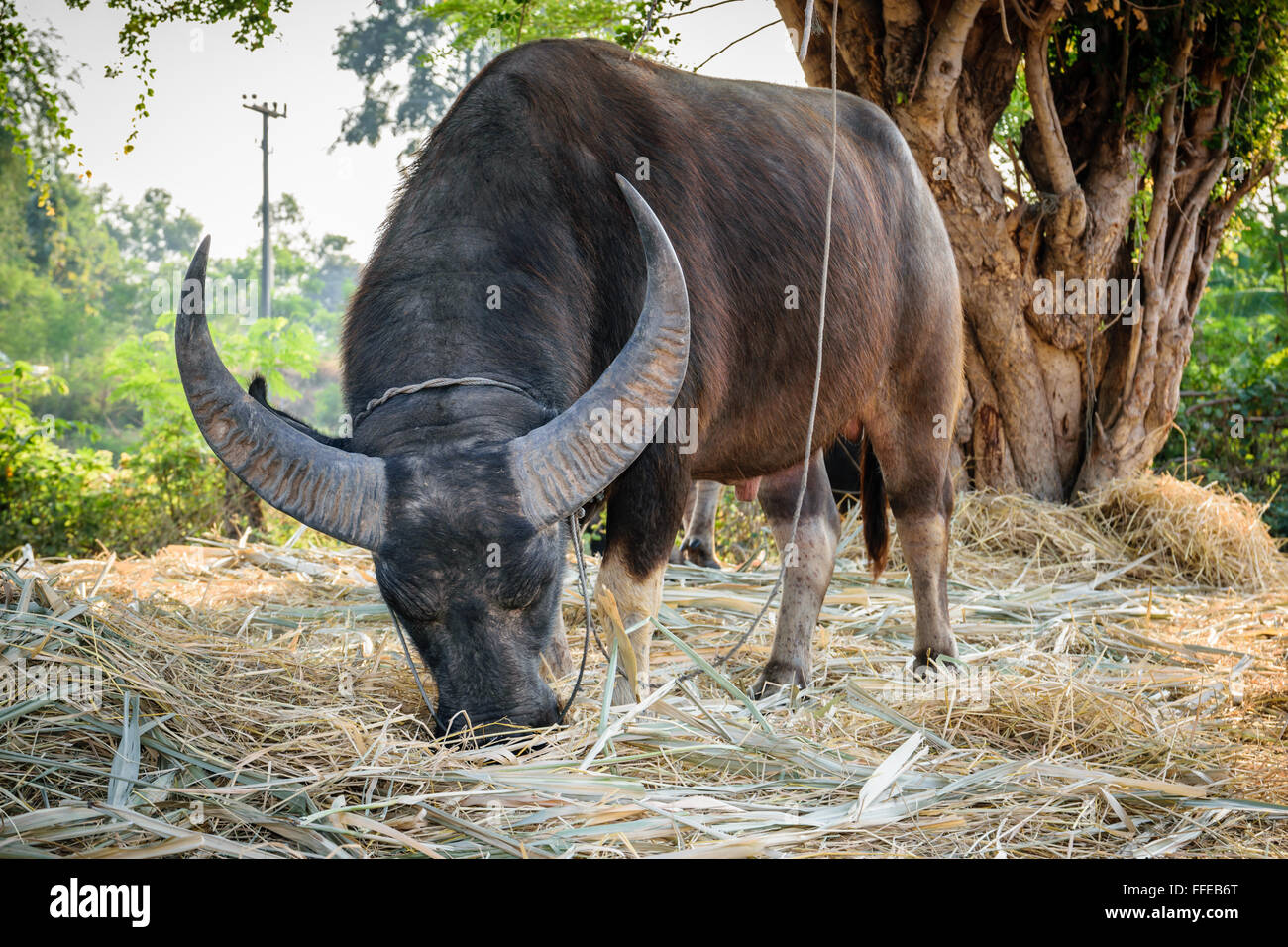 Closeup of males buffalo federation of Thailand. Stock Photo