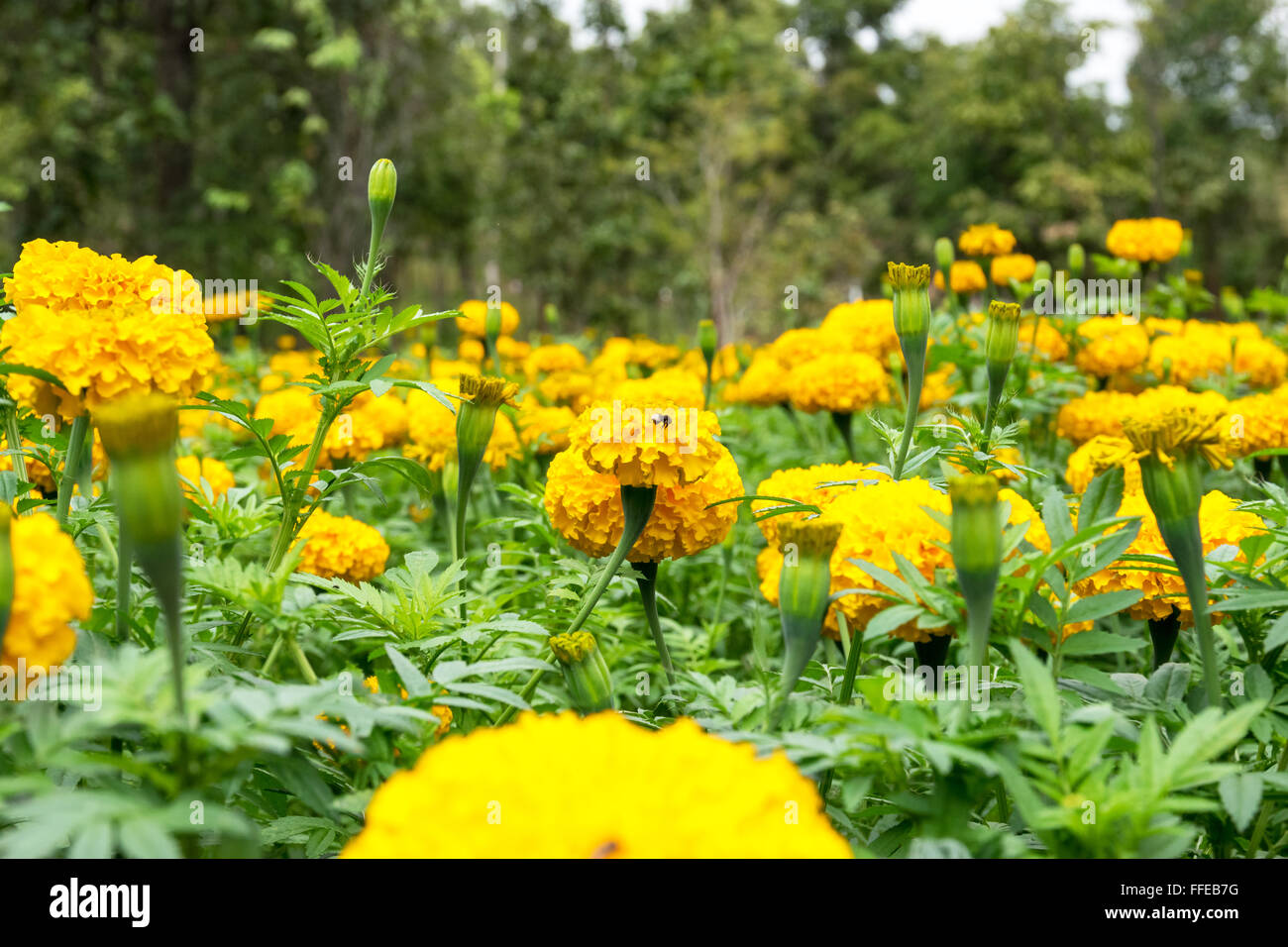 Beautiful and colorful golden yellow marigold flower. Stock Photo