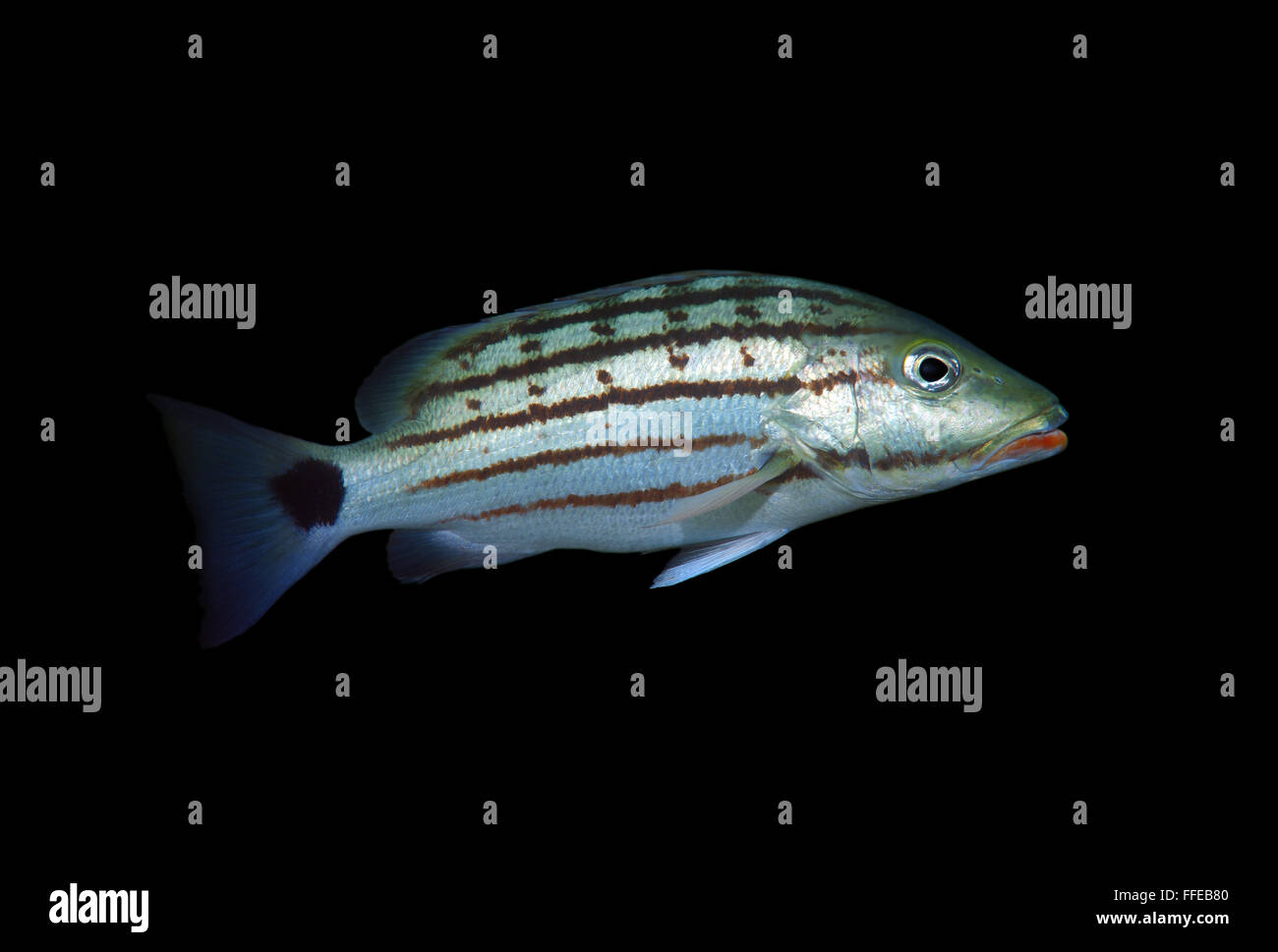 Checkered seaperch, Chequered snapper, Cross-banded snapper, Crossbanded snapper or checkered snapper (Lutjanus decussatus) Indi Stock Photo