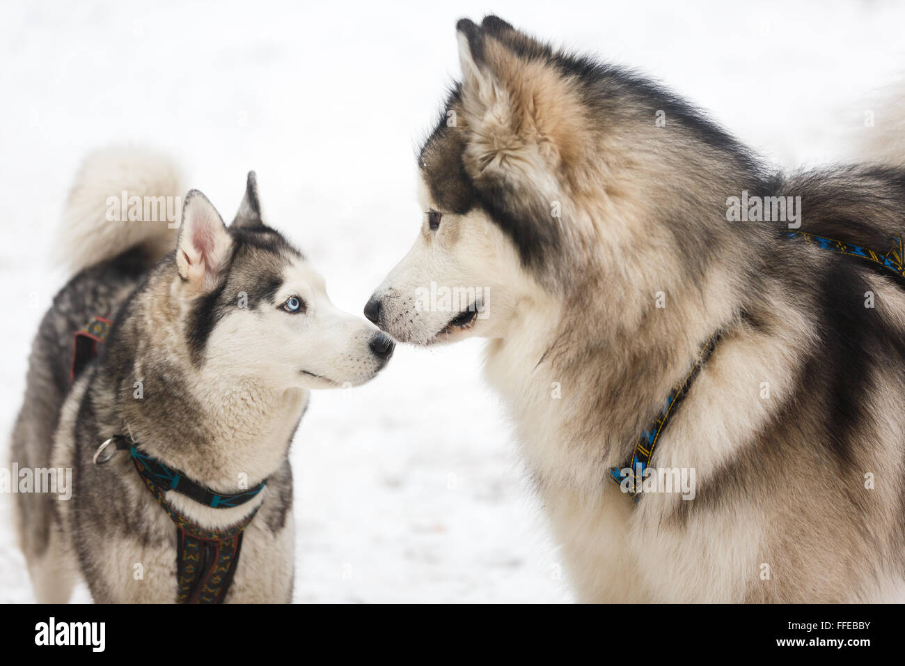 Two husky dogs against the white background Stock Photo