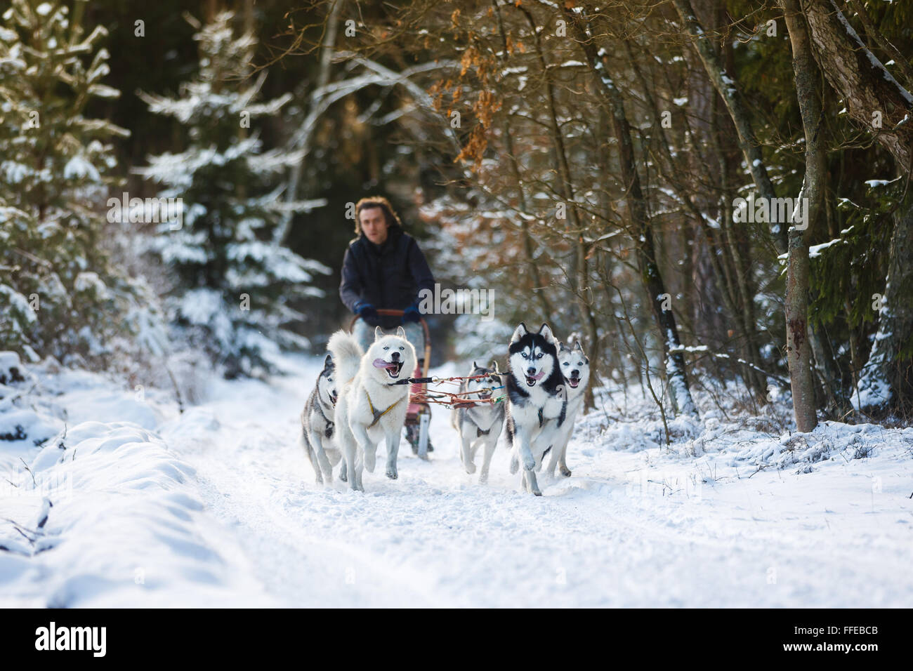 Winter Sled dog racing musher and husky Stock Photo