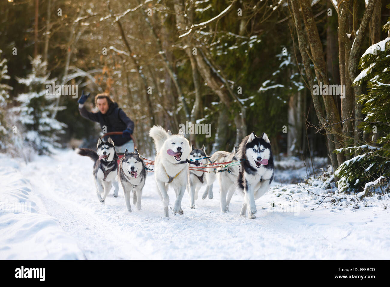 Winter Sled dog racing musher and husky Stock Photo