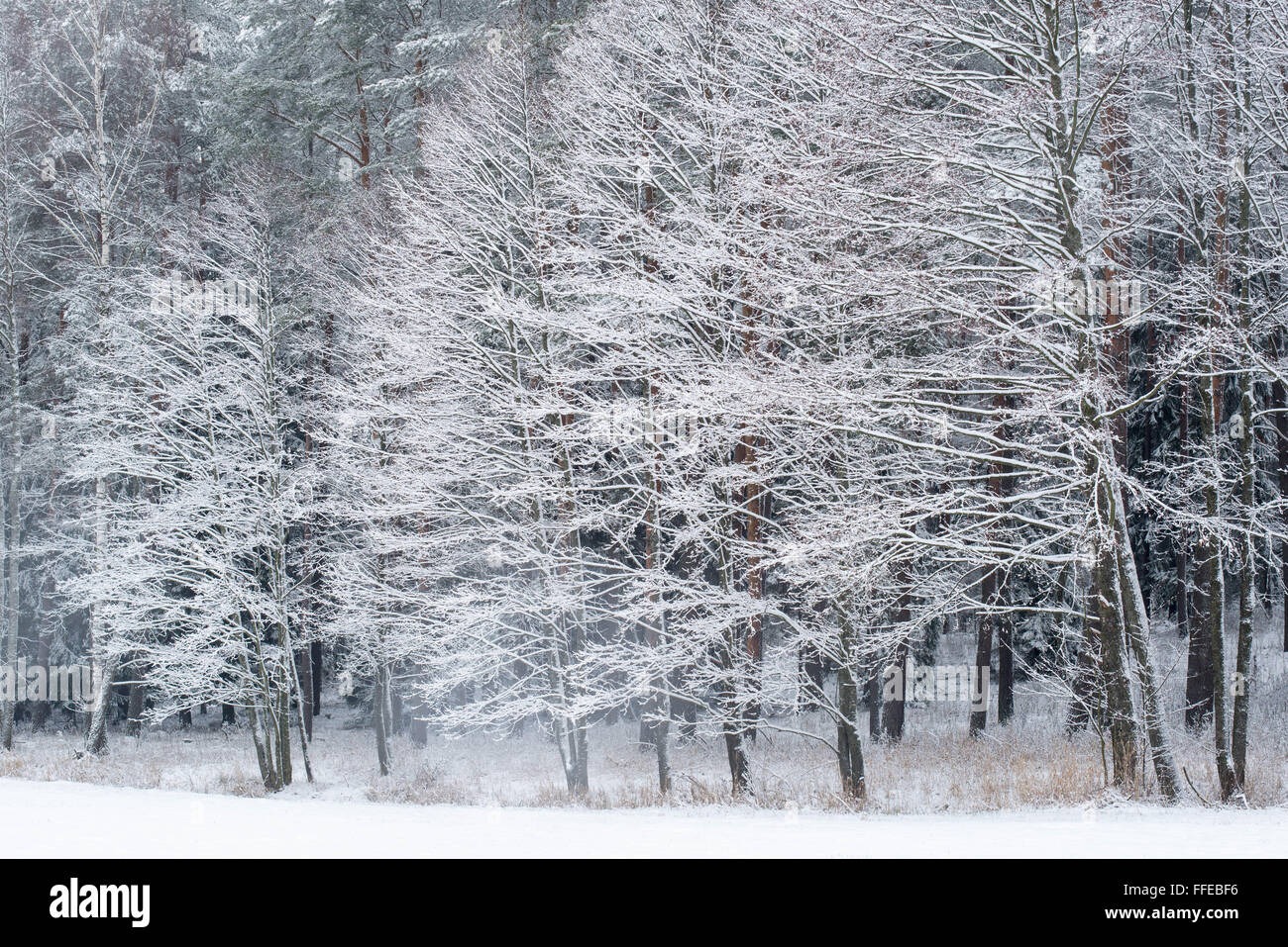 Pristine snowfall in the new forest hi-res stock photography and images ...