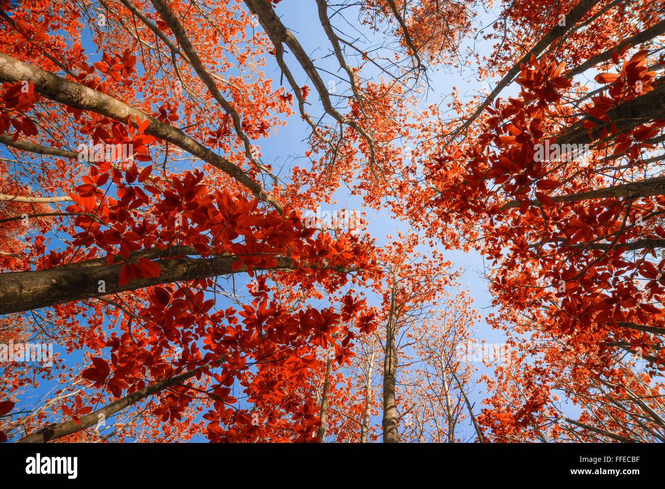 Stunning Autumn Fall landscape image looking up through beech trees Stock Photo