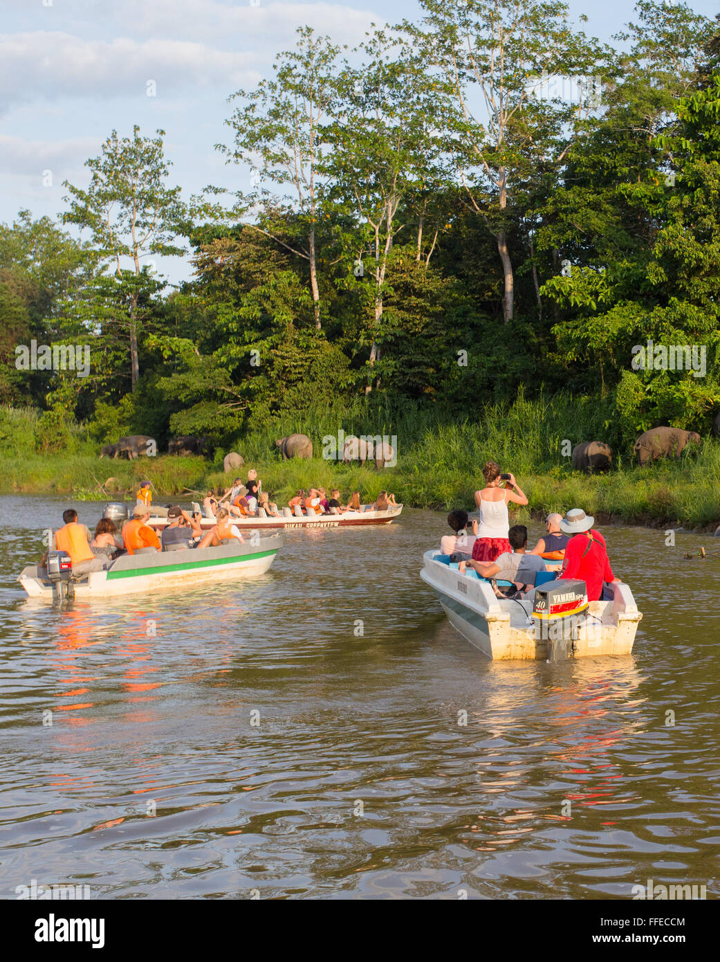 Tourists watching wild Bornean Pygmy Elephants from boats on the Kinabatangan River, Sabah, Malaysia Stock Photo