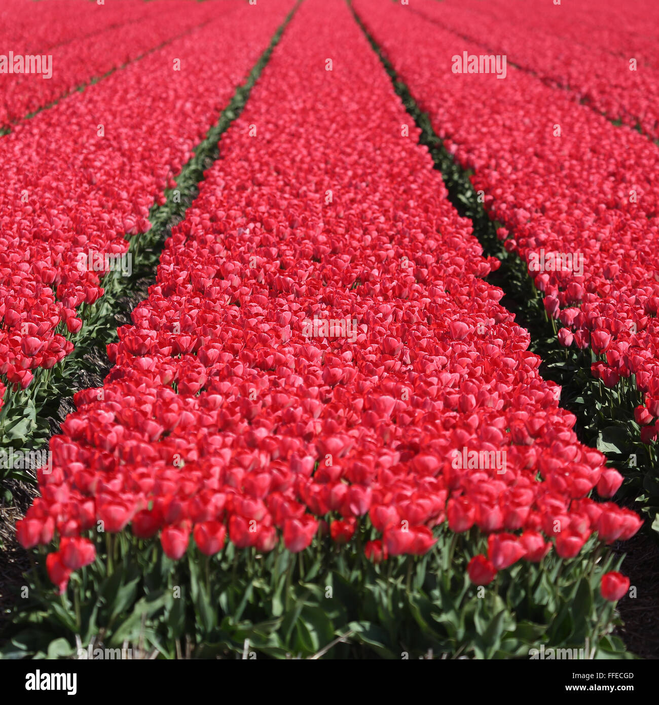 Spring tulip flower field red tulips flowers blooming bloom Stock Photo ...