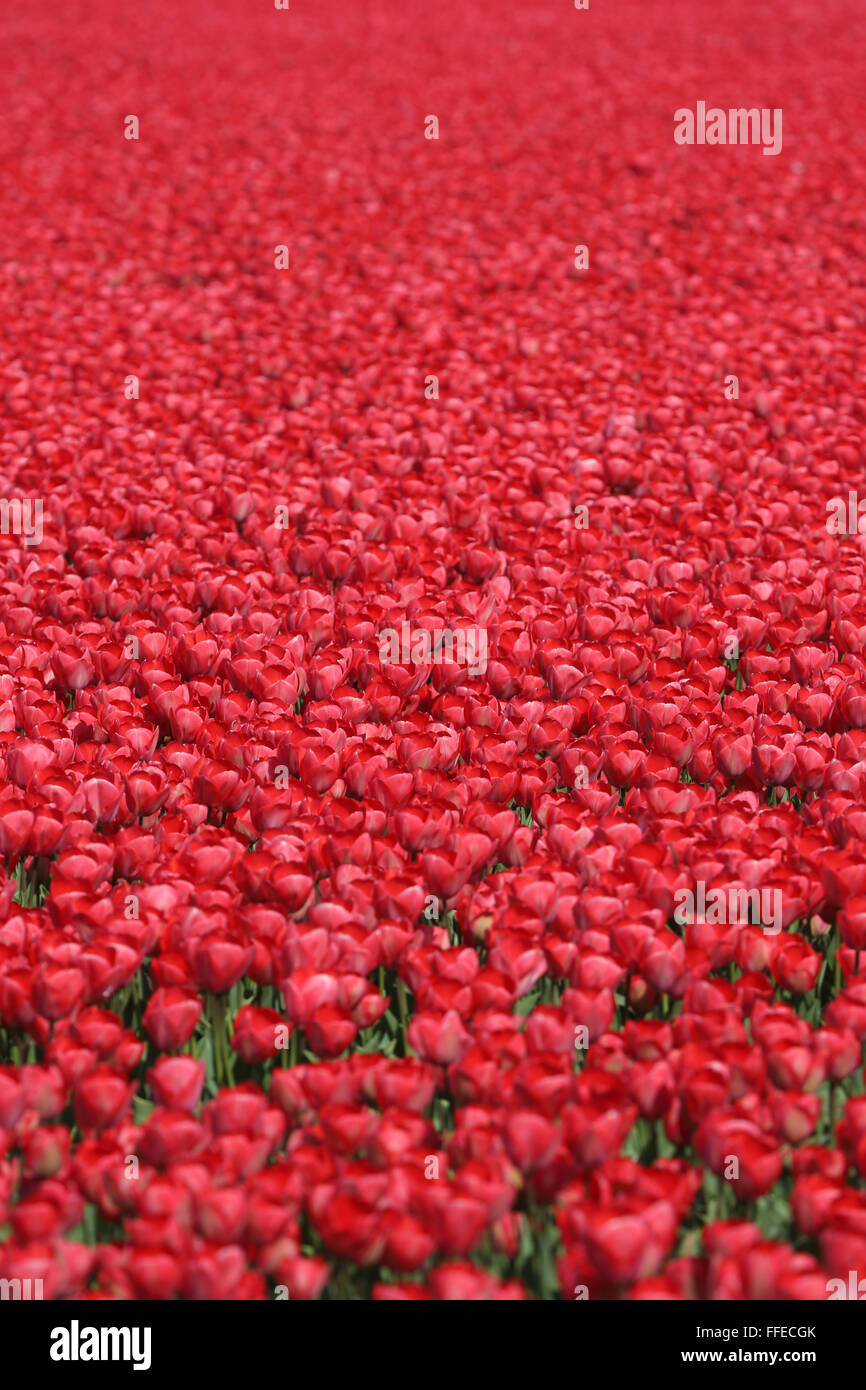 Tulip flower background field red tulips flowers spring in Netherlands ...