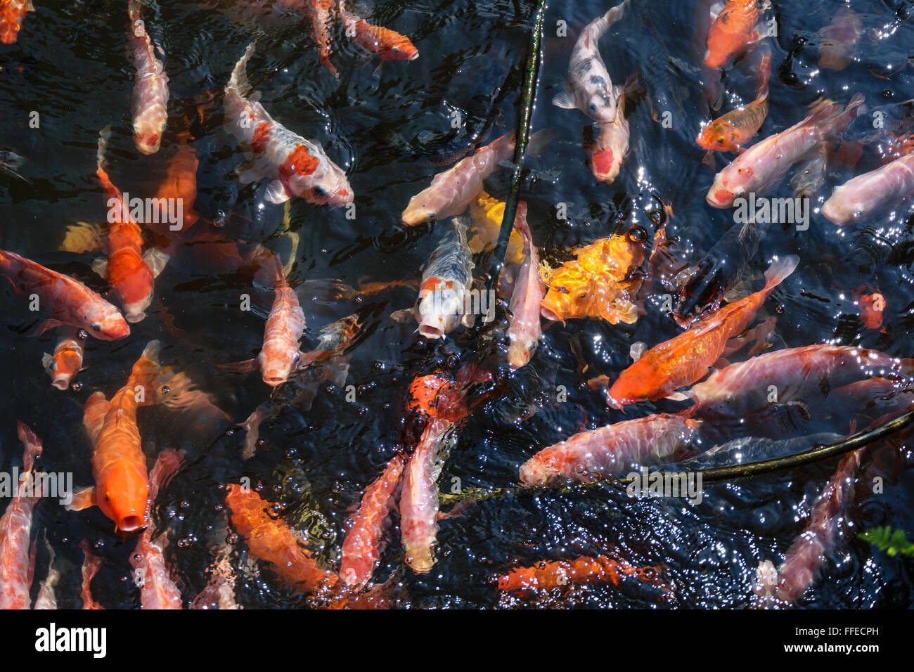 Fancy carp in the Colorful fish pond. Stock Photo