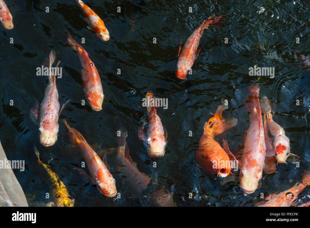 Fancy carp in the Colorful fish pond. Stock Photo