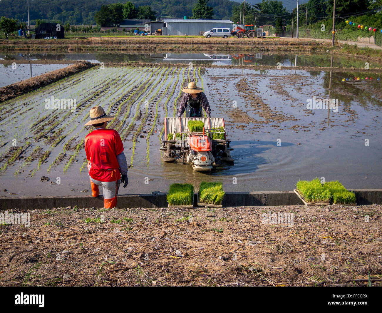 A farmer plants the rice seedlings into the rice field, while his assistant watches. Stock Photo