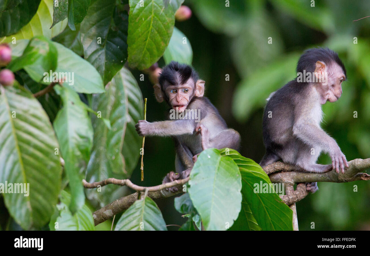 Young Long-tailed Macaques (Macaca fascicularis), Kinabatangan River, Sabah, Malaysia Stock Photo