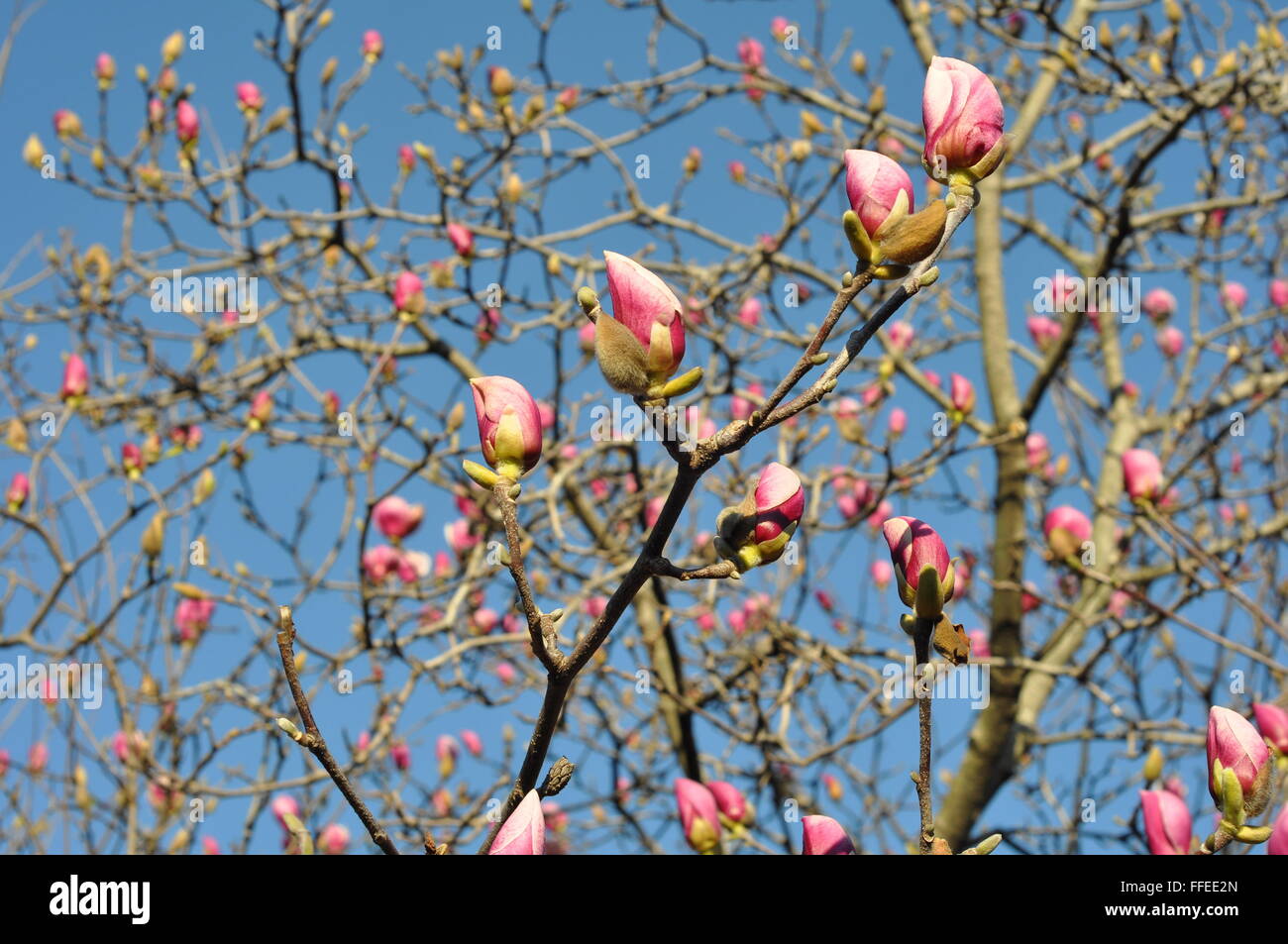 Magnolia with blooming buds Stock Photo - Alamy