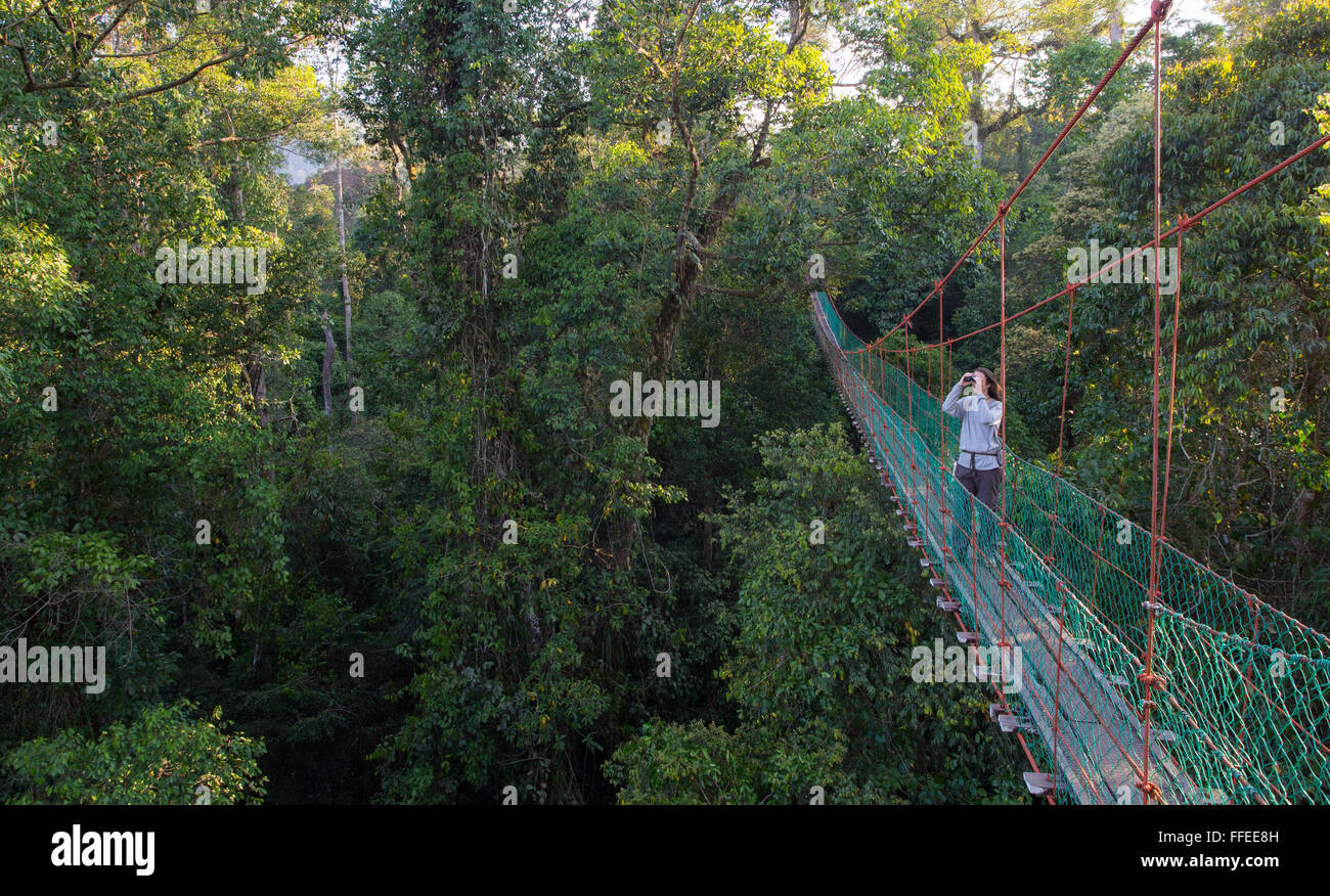 Woman birdwatching on a canopy walkway in the Danum Valley, Sabah, Malaysia Stock Photo