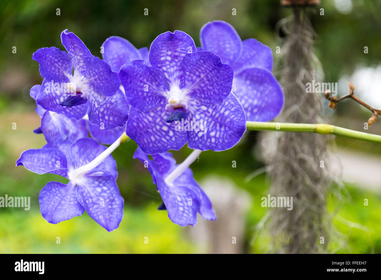 Beautiful and colorful  orchid in the garden. Stock Photo