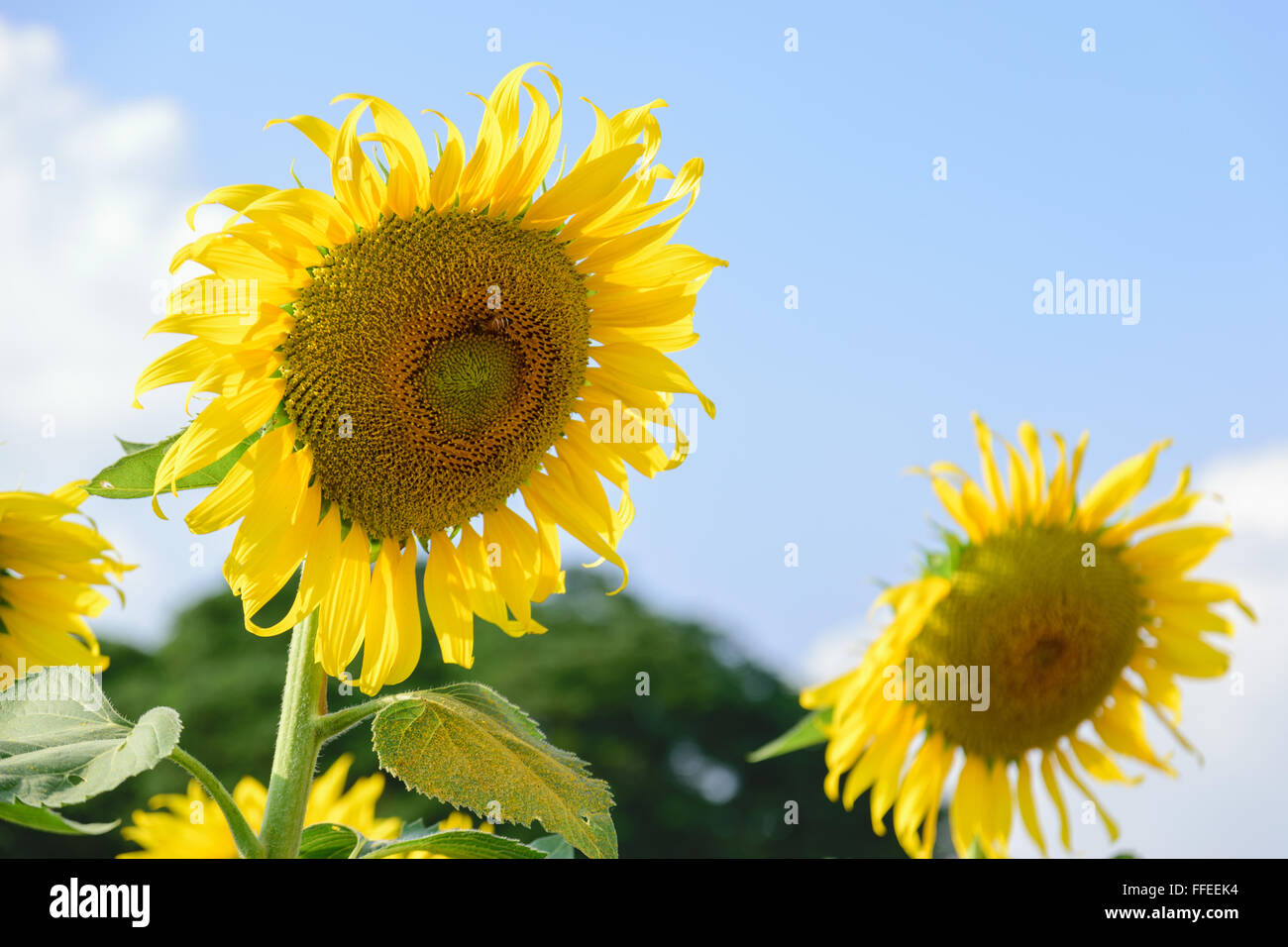 Beautiful big sunflower in the garden. Stock Photo