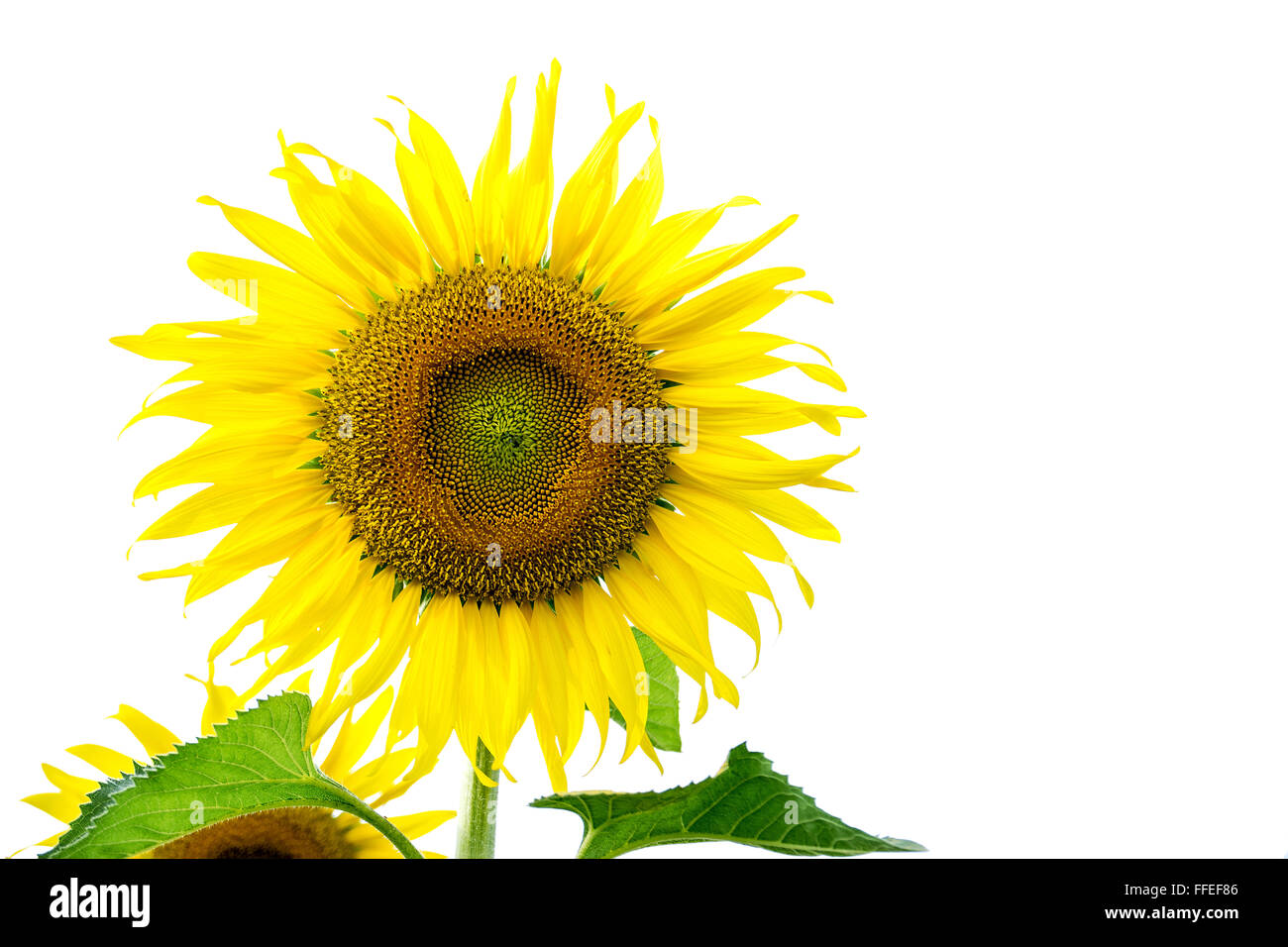Beautiful big sunflower isolated on white background. Stock Photo