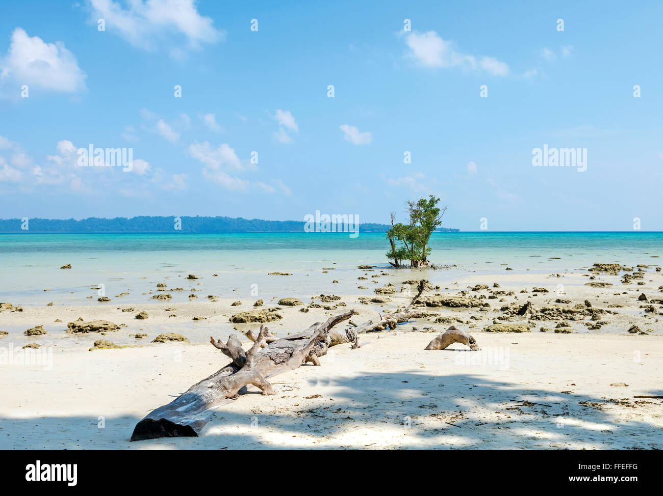 Fallen tree at sea Vijay Nagar beach in Havelock Island, Andaman, India Stock Photo