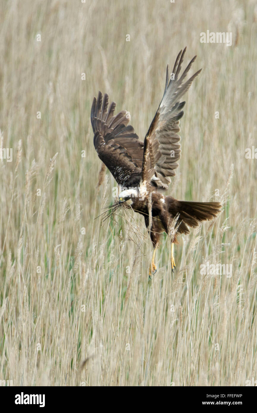 Female Marsh Harrier nest building Stock Photo