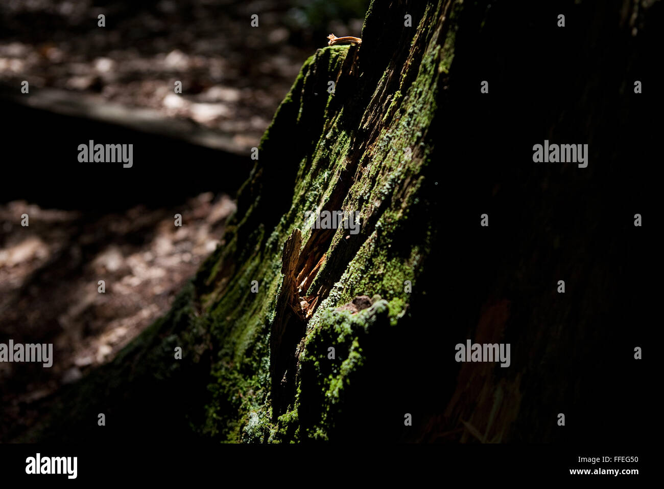 Green moss on tree in a forest Stock Photo