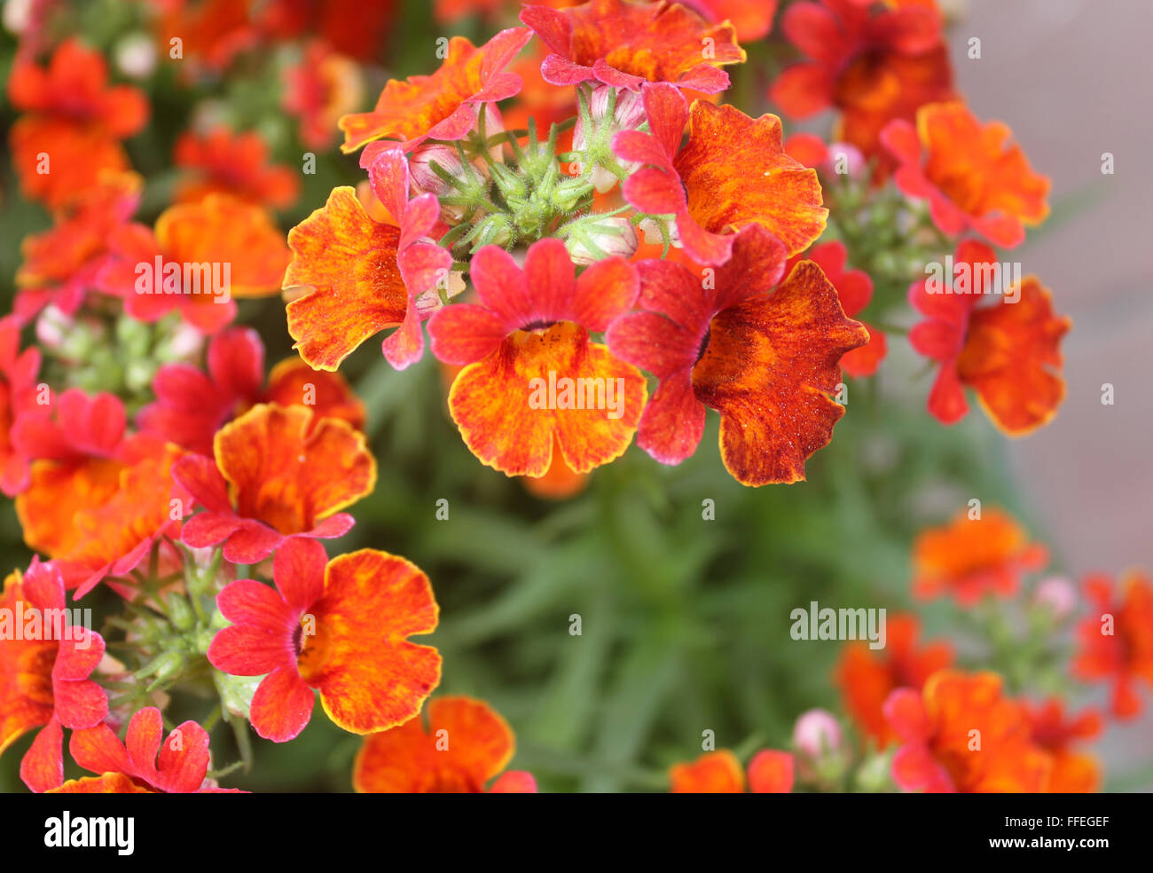 Nemesia strumosa, Capejewels, Annual ornamental herb with linear