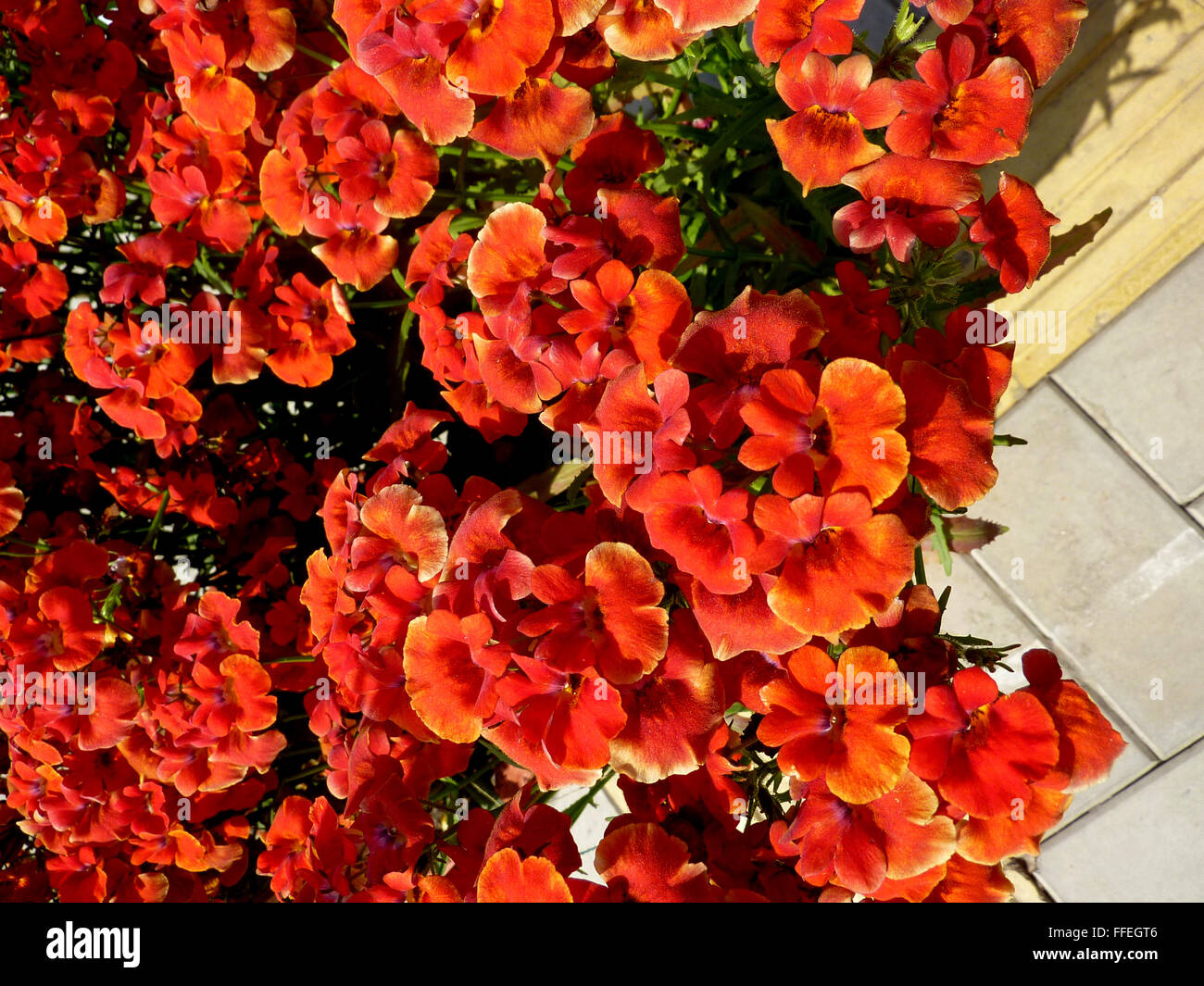 Nemesia strumosa, Capejewels, Annual ornamental herb with linear