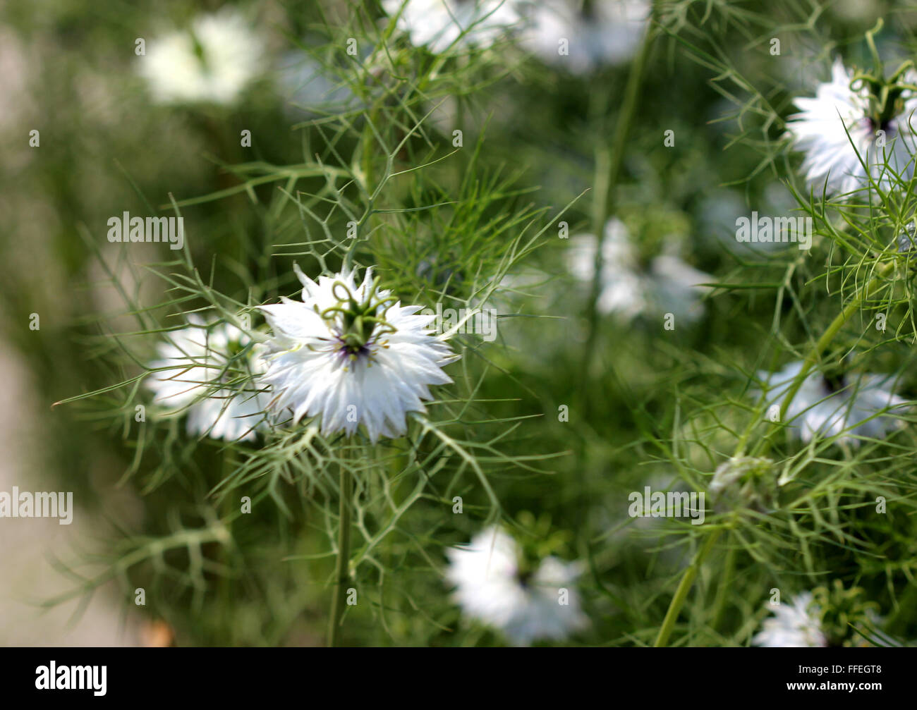 Nigella damascena, love-in-a-mist, ornamental herb with finely dissected leaves, finely dissected leaves and white flowers Stock Photo