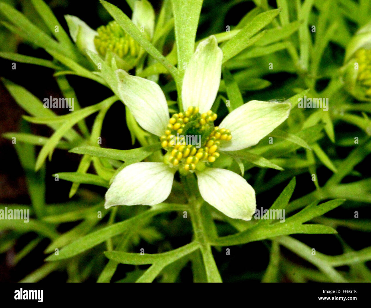 Nigella sativa, black caraway, cultivated annual herb with finely divided leaves and pale white flowers, capsule, black seeds Stock Photo