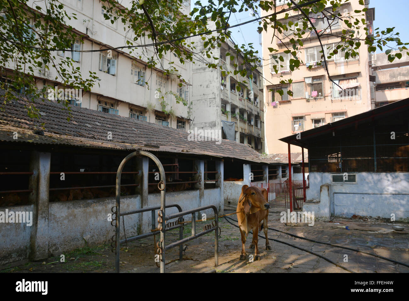 Mumbai, India - October 19, 2015 - Cow in a stable in the center of Mumbai between skyscrapers Stock Photo