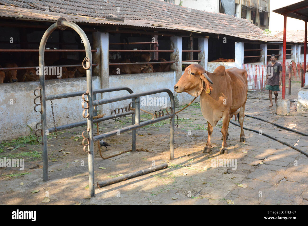 Mumbai, India - October 19, 2015 - Cow in a stable in the center of Mumbai between skyscrapers Stock Photo